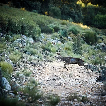 Palacio Viejo De Corchuelas Hotell
