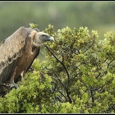 호텔 Palacio Viejo De Corchuelas 4*