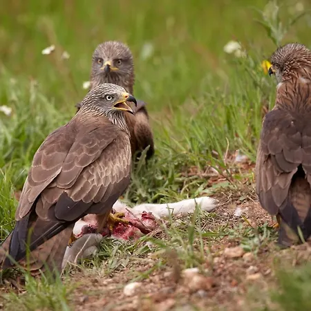 Palacio Viejo De Corchuelas Hotell Torrejón el Rubio