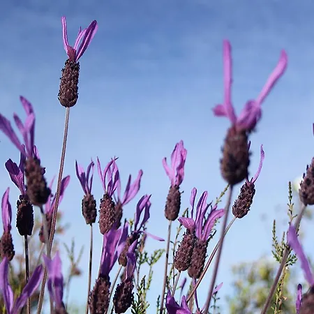 Hotell Palacio Viejo De Corchuelas