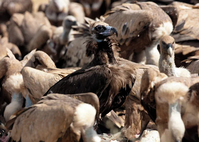 Palacio Viejo De Corchuelas Hotell Torrejón el Rubio