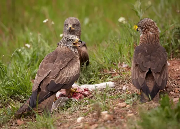 Palacio Viejo De Corchuelas Hotell Torrejón el Rubio