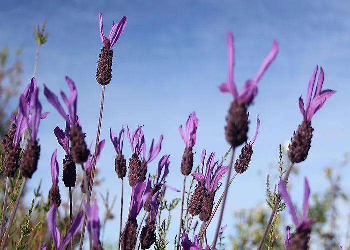 Hotell Palacio Viejo De Corchuelas